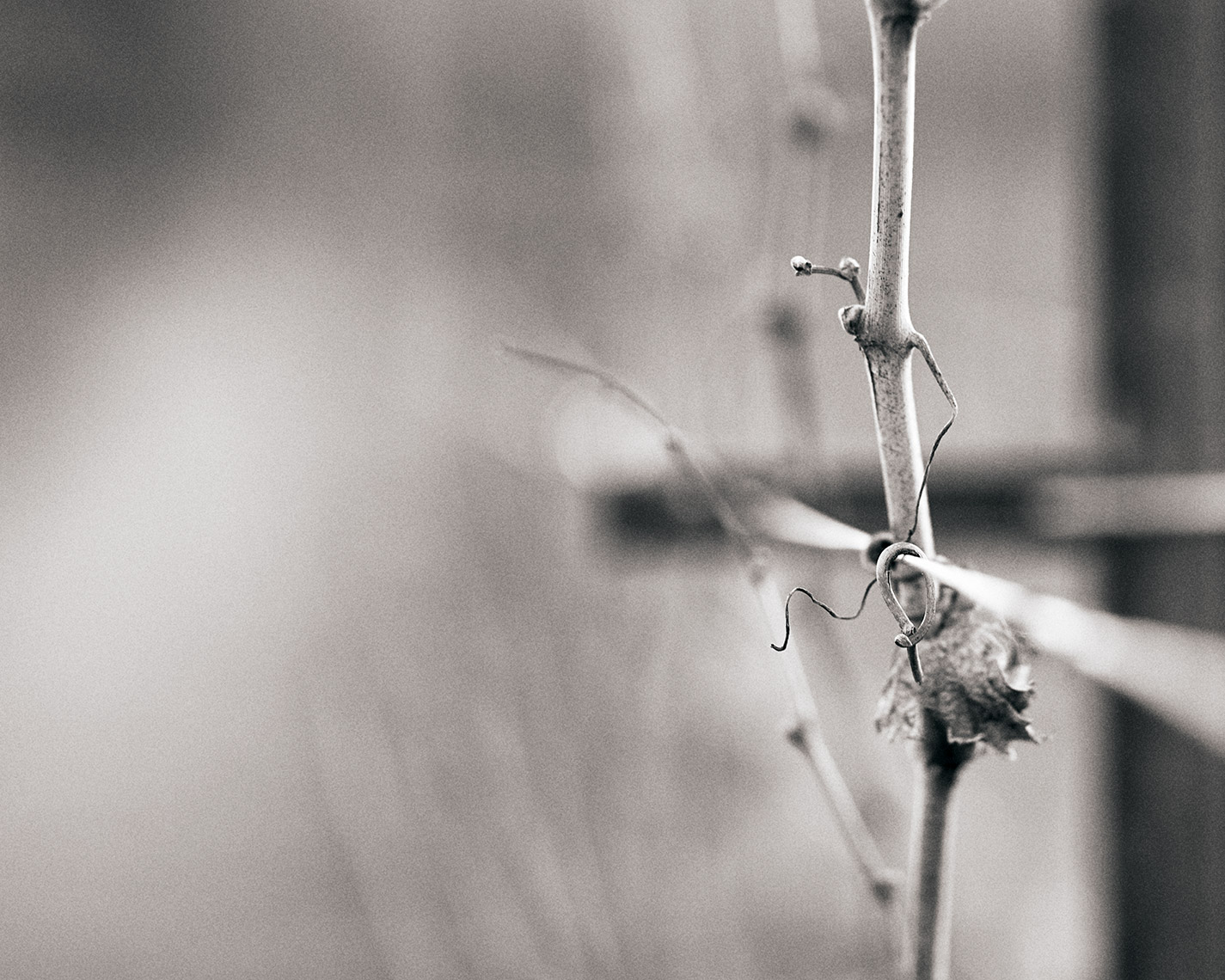_OHN8461crop