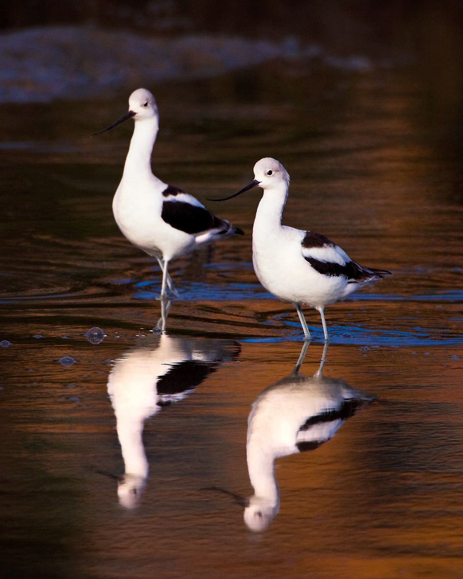 avocets_6654