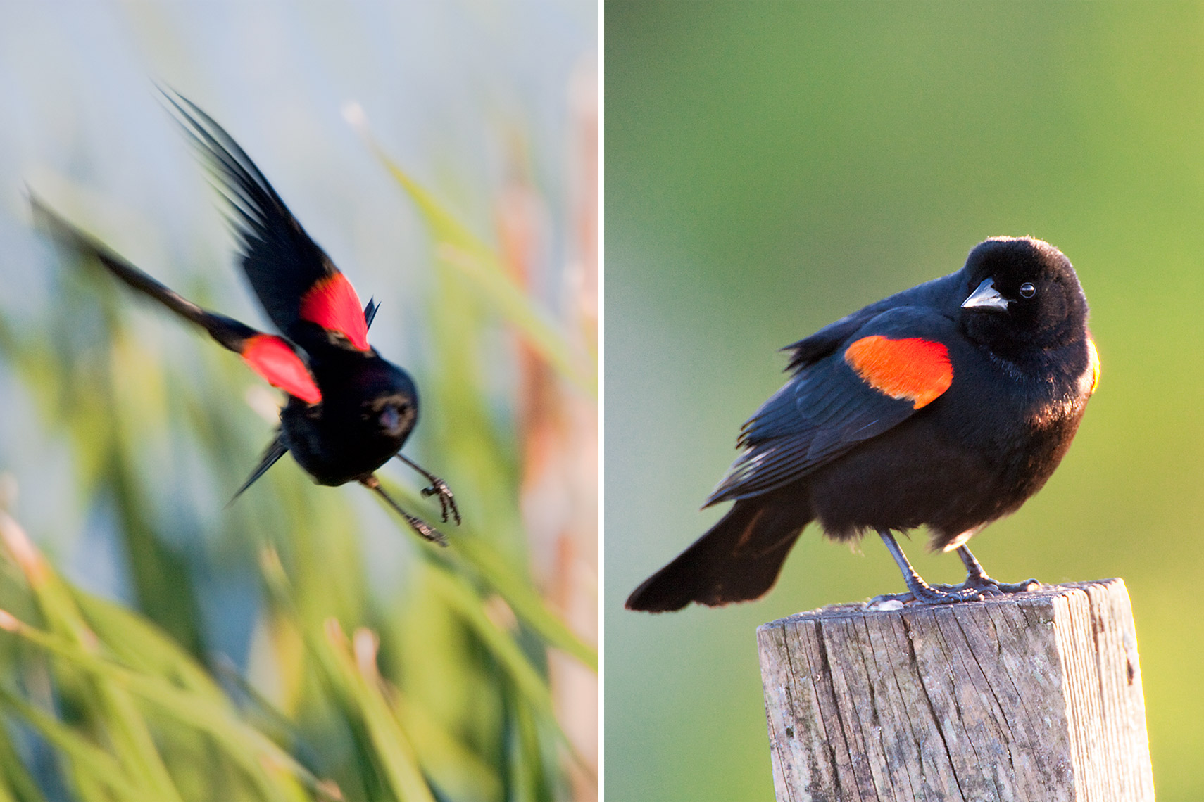 blackbird_comp