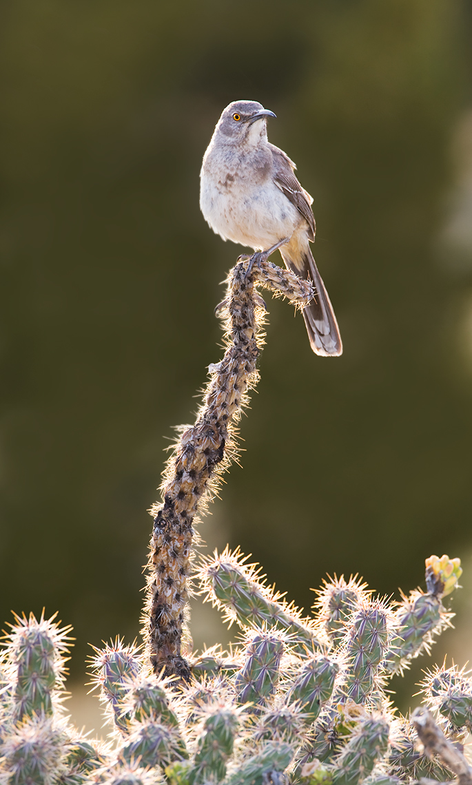 curve-billed_thrasher_3218