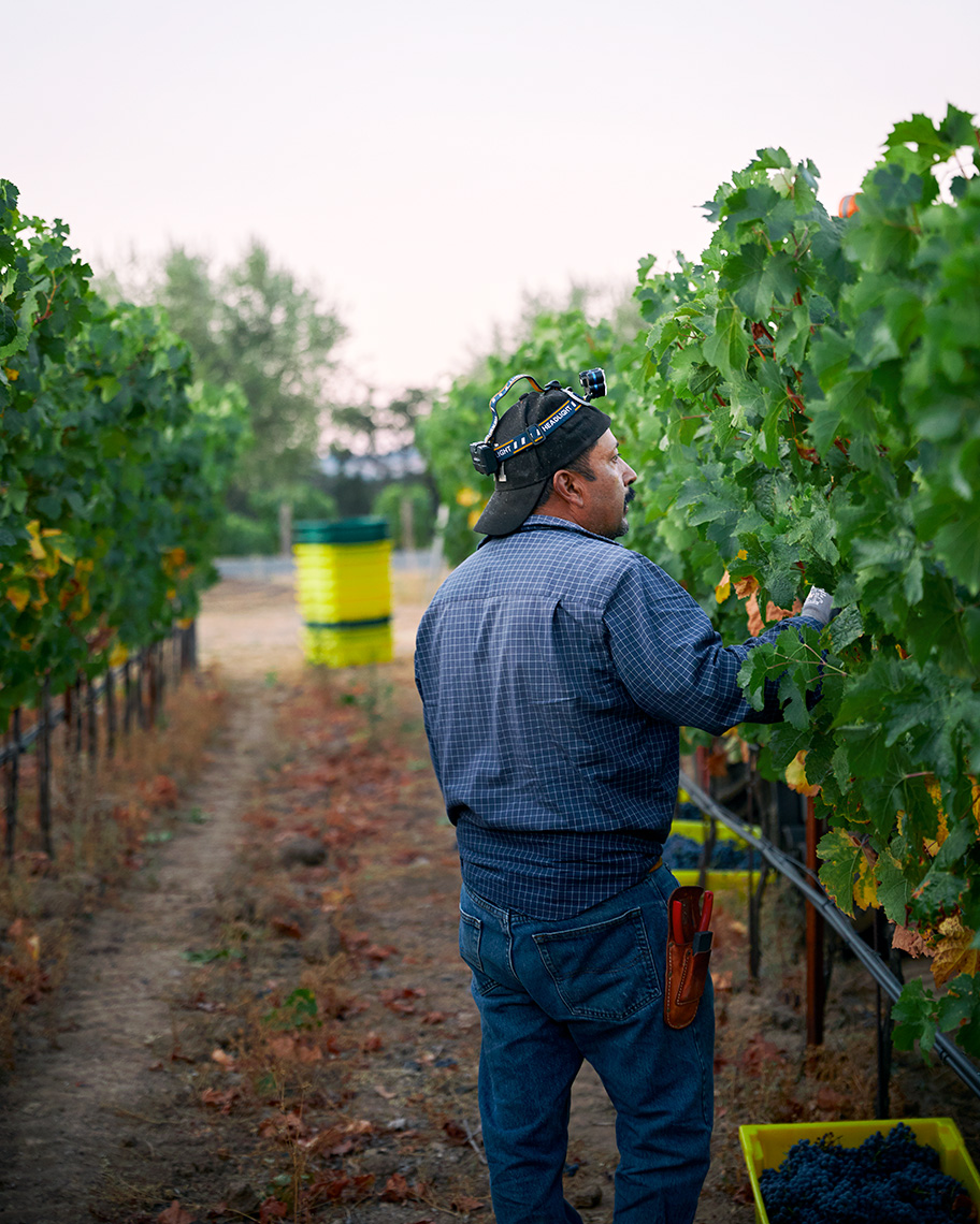 hamel_2019harvest_0473d_crp4x5