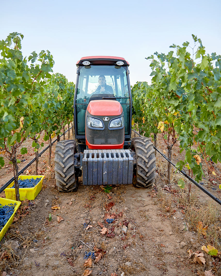 hamel_2019harvest_0613_2crp4x5