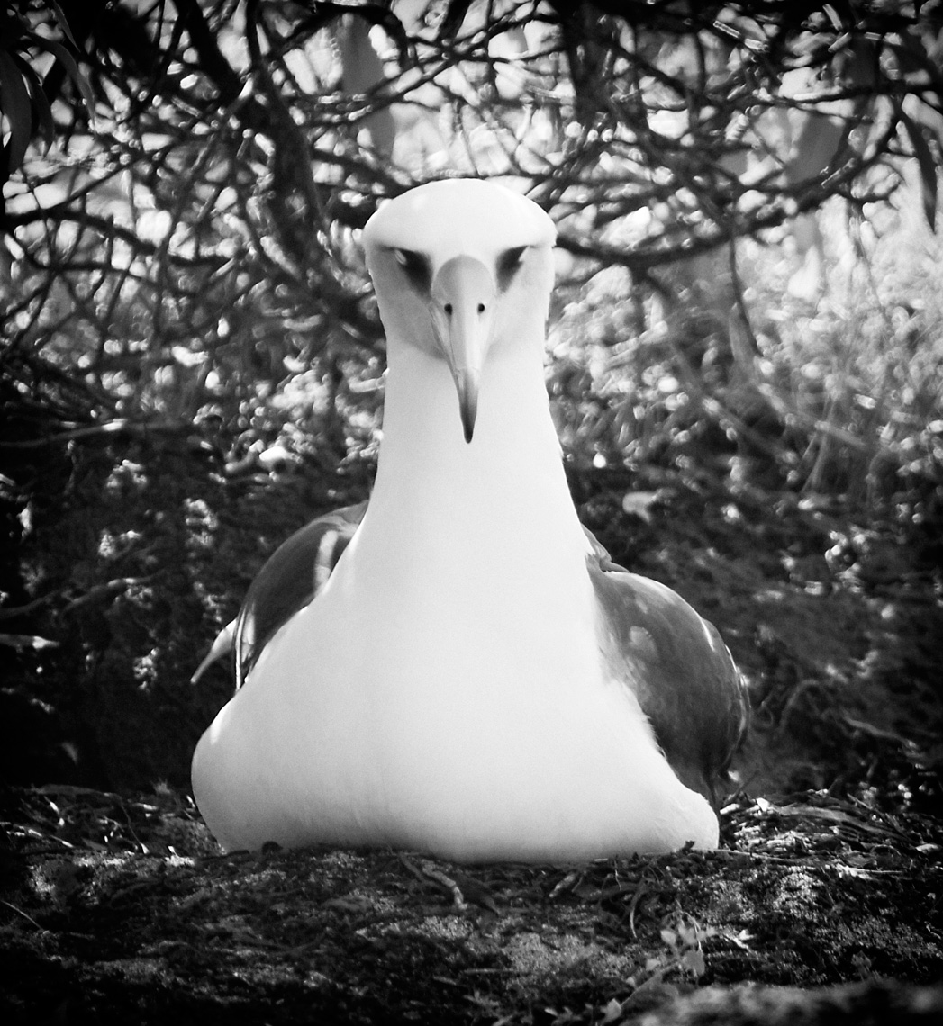 laysan_albatross_bw