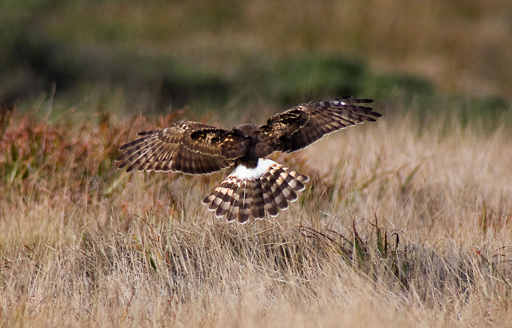 northern_harrier_4796